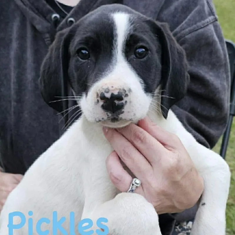Pickles thumbnail 5