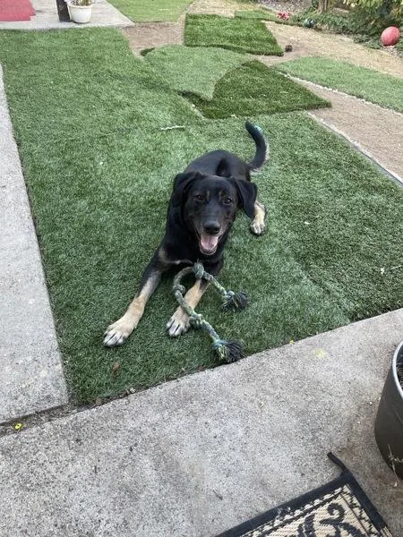 An adult large-sized male German Shepherd Dog dog named Elvis for adoption in Oceanside, CA