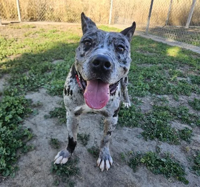 A young large-sized male Presa Canario dog named Sterling for adoption in Sacramento, CA