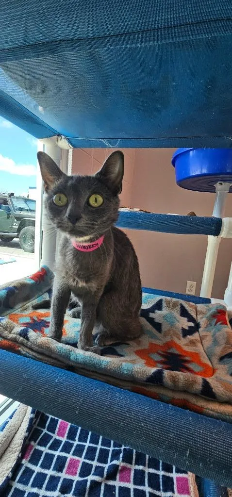 A young medium-sized female Domestic Short Hair cat named Smoky for adoption in Athens, TN