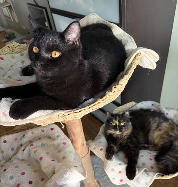 A baby medium-sized male Persian cat named Jaguar and Amber Contact for adoption in Sherman Oaks, CA