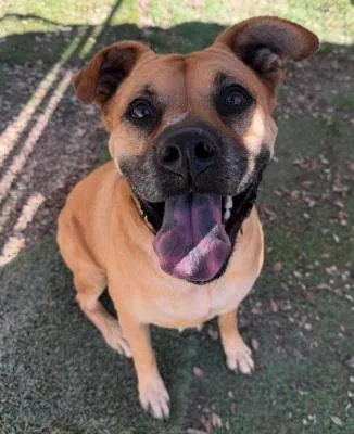 A senior large-sized female Yellow / Tan / Blond / Fawn Boxer dog named Amber for adoption in Santa Paula, CA