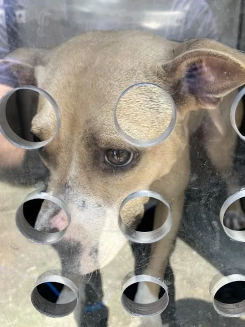 A young medium-sized female Mixed Breed dog named Leah for adoption in Dallas, TX