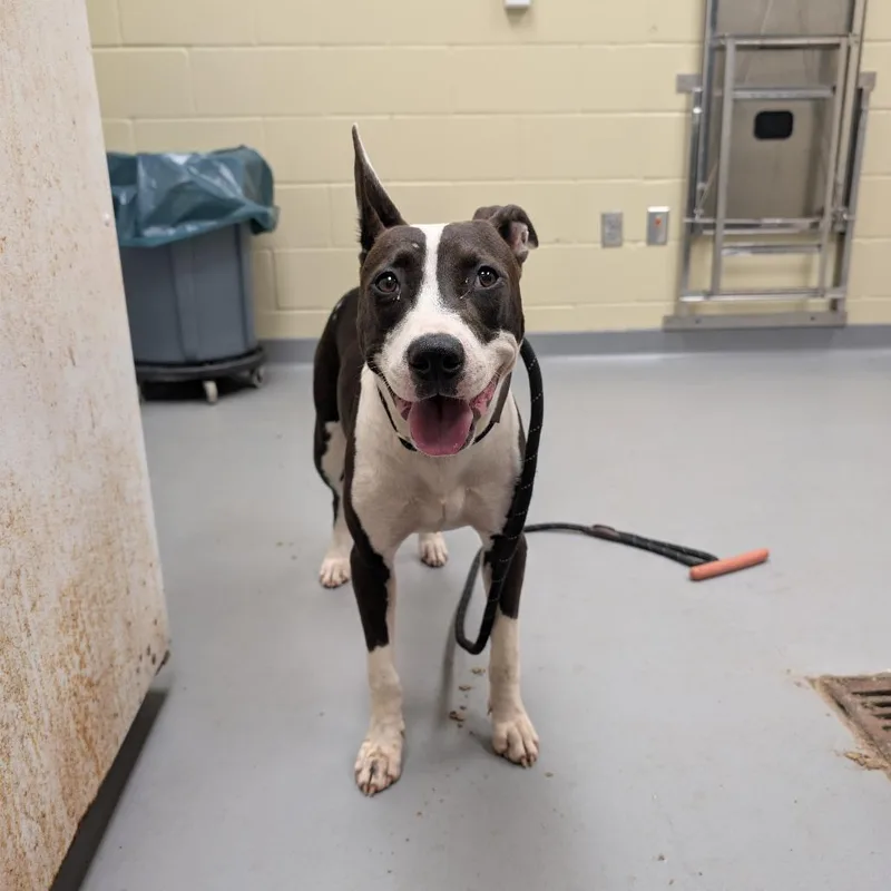 A young medium-sized female Black Mixed Breed dog named OwnerMatchReviewMapleCircle "Suge" for adoption in Columbus, GA