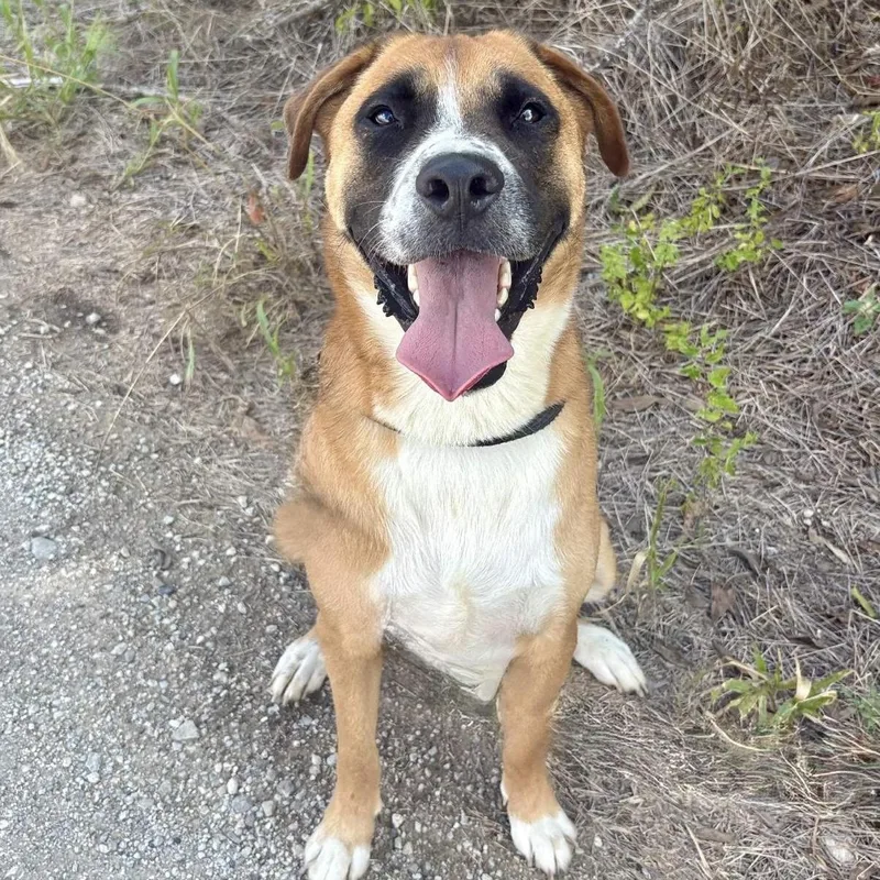 An adult large-sized male Brown / Chocolate Boxer dog named Bluey for adoption in Justin, TX