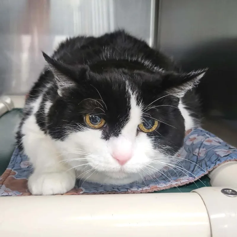 A senior extra large-sized female White Domestic Short Hair cat named Haddie for adoption in Belleville, IL