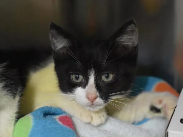 A baby small-sized female Domestic Short Hair cat named Vivian for adoption in Portland, OR