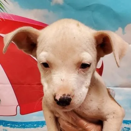 An adult small-sized female Mixed Breed dog named Scarlett Skellington for adoption in East Smithfield , PA