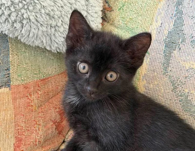 A baby small-sized male Black Domestic Short Hair cat named Theodore for adoption in Columbus, IN