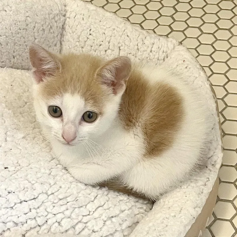 A baby small-sized female Buff / Tan / Fawn Domestic Short Hair cat named Dulce for adoption in Pleasant Hill, CA