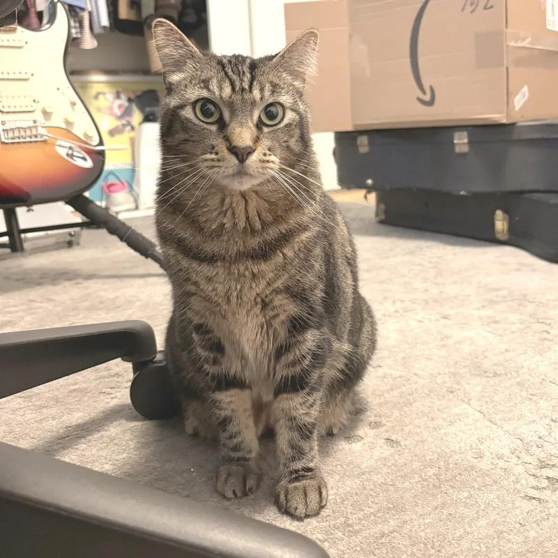An adult large-sized female Brown / Chocolate Domestic Short Hair cat named Chanel for adoption in Los Angeles, CA