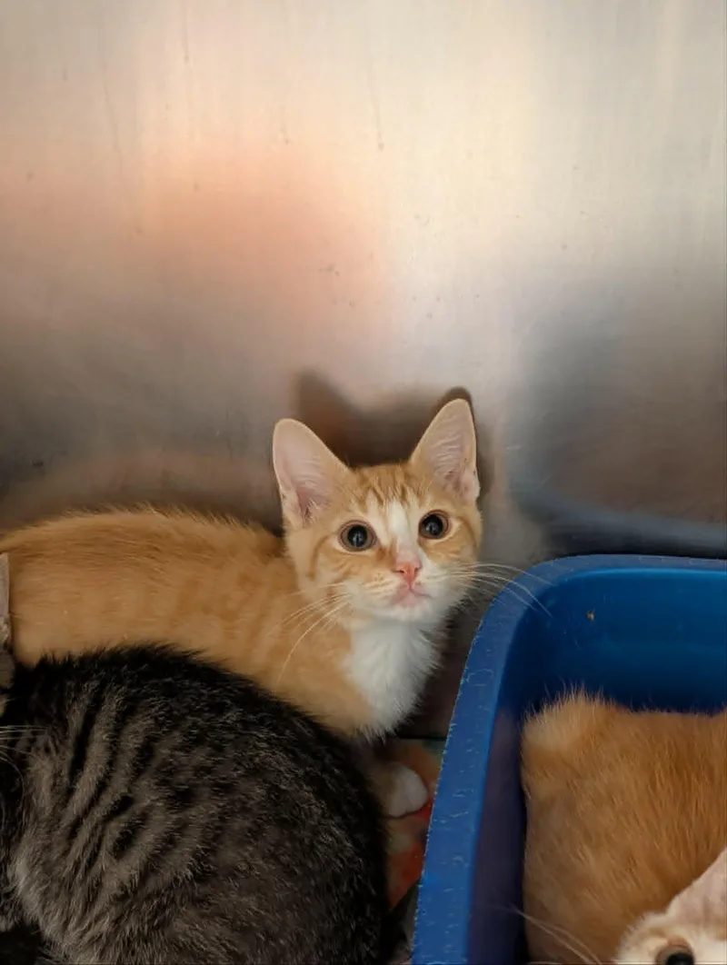 A baby medium-sized female Tabby (Orange / Red) Domestic Short Hair cat named Jane for adoption in Chambersburg, PA