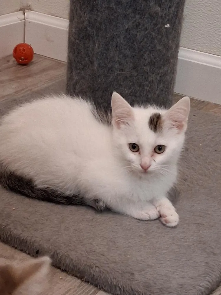 A baby small-sized male Black & White / Tuxedo Domestic Short Hair cat named Creek for adoption in Westfield, WI