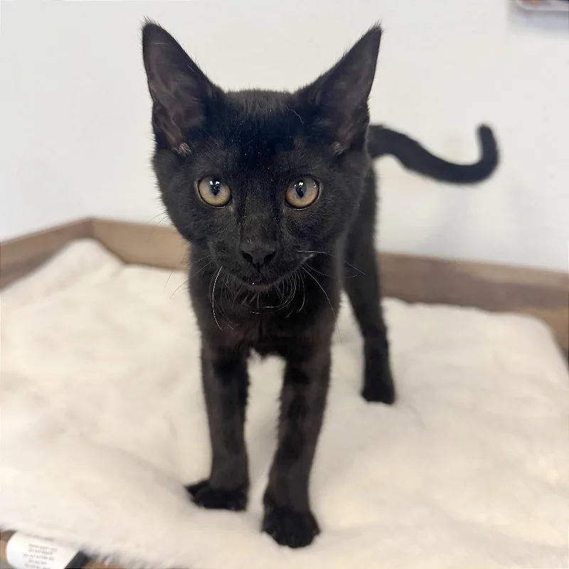 A baby small-sized female Black Domestic Short Hair cat named Cocoa for adoption in Pleasant Hill, CA