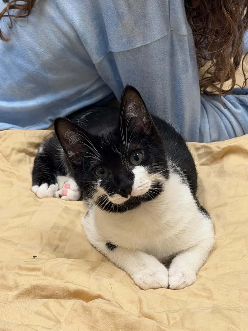A baby small-sized male Domestic Short Hair cat named Rocky Road for adoption in Sterling, VA