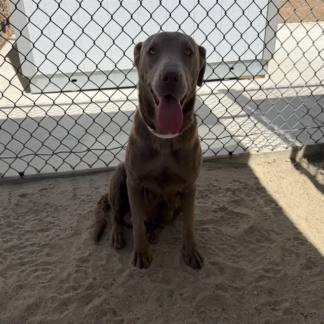 A young large-sized female Weimaraner dog named Ruby for adoption in Thousand Palms, CA