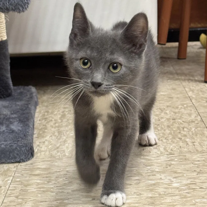 A young medium-sized male Gray / Blue / Silver Domestic Short Hair cat named Antonio for adoption in Spring Lake, NJ