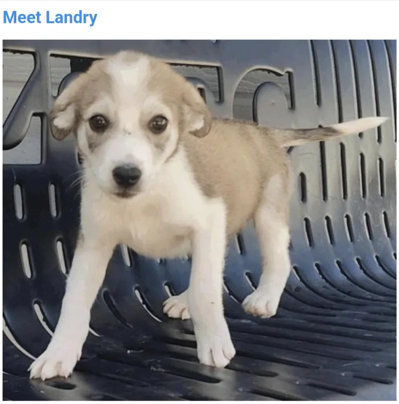 A baby medium-sized female Siberian Husky dog named Landry for adoption in Salt Lake City, UT