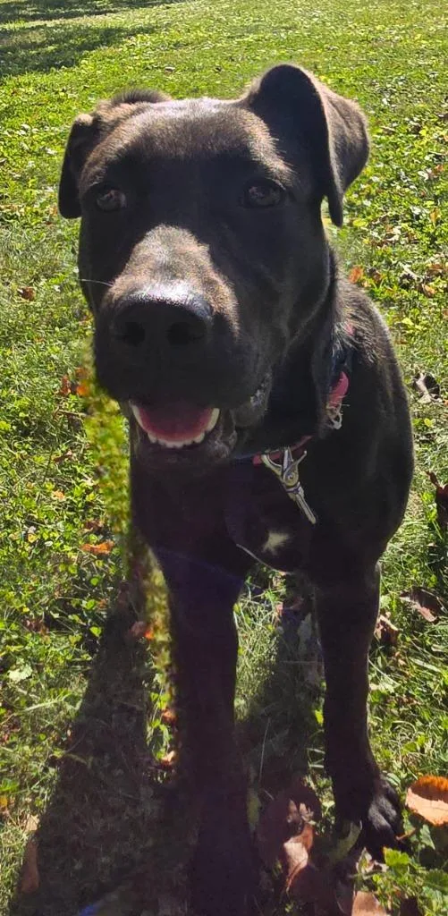 A baby medium-sized female Labrador Retriever dog named Ellie for adoption in Sandusky, OH