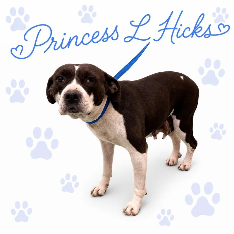 Princess L Hicks thumbnail 2