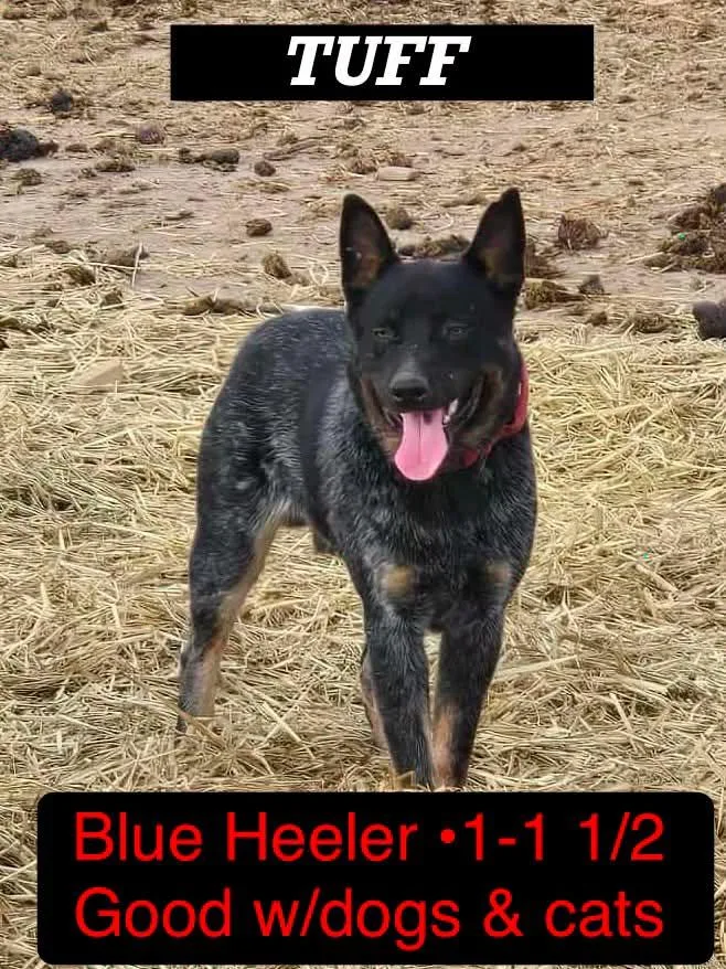 An adult medium-sized male Tricolor (Brown, Black, & White) Australian Cattle Dog / Blue Heeler dog named Tuff for adoption in Ulysses, KS
