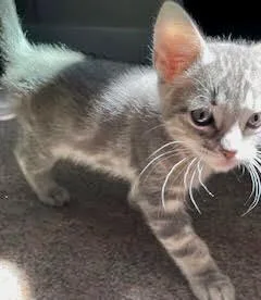 A baby medium-sized male Tabby (Gray / Blue / Silver) Tabby cat named Fred & Oliver for adoption in The Dalles, OR