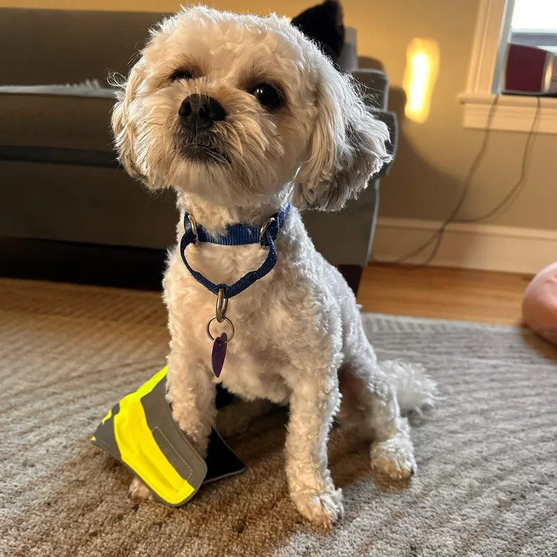 A young small-sized male Bichon Frise dog named Louie for adoption in Enfield, CT