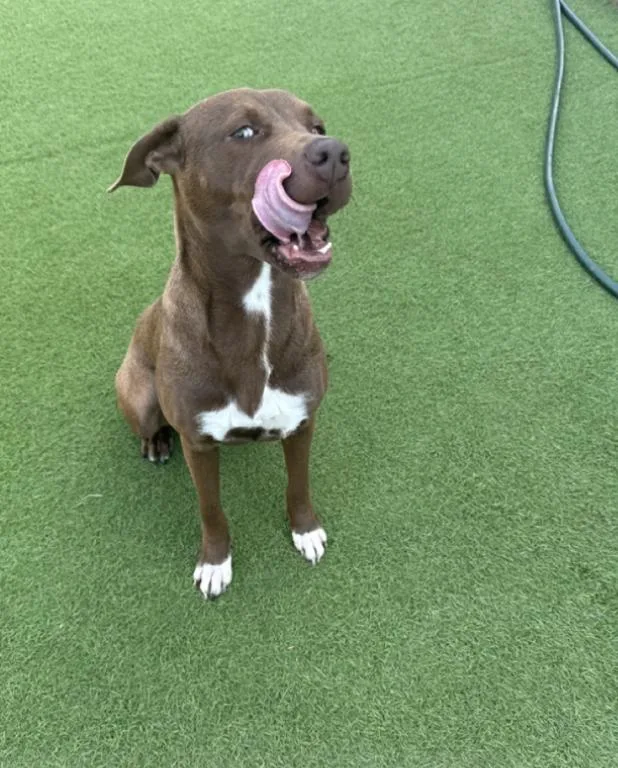 Sugar Baby thumbnail 4