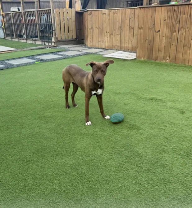 Sugar Baby thumbnail 5