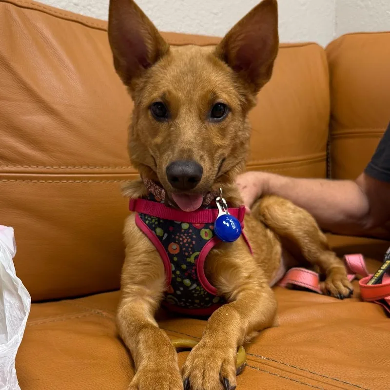 A baby small-sized female Red / Chestnut / Orange Golden Retriever dog named Nymeria for adoption in Parker, CO