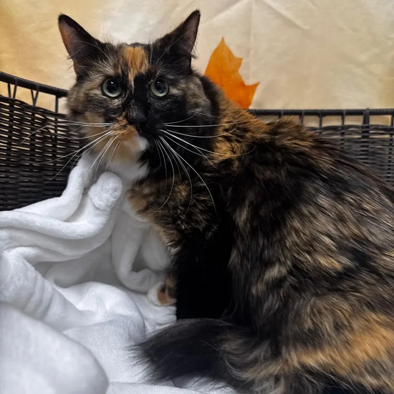 An adult large-sized female Domestic Medium Hair cat named Sage for adoption in Henderson, NV