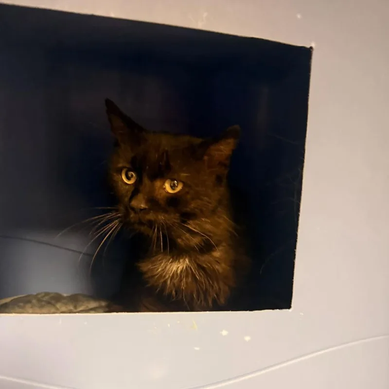 A senior medium-sized male Black Domestic Long Hair cat named MagicC for adoption in East Saint Louis, IL