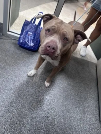 An adult large-sized female Pit Bull Terrier dog named Toots for adoption in Los Angeles, CA