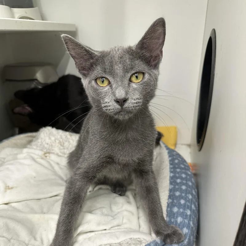 A young medium-sized male Gray / Blue / Silver Domestic Short Hair cat named Damian for adoption in Easley, SC