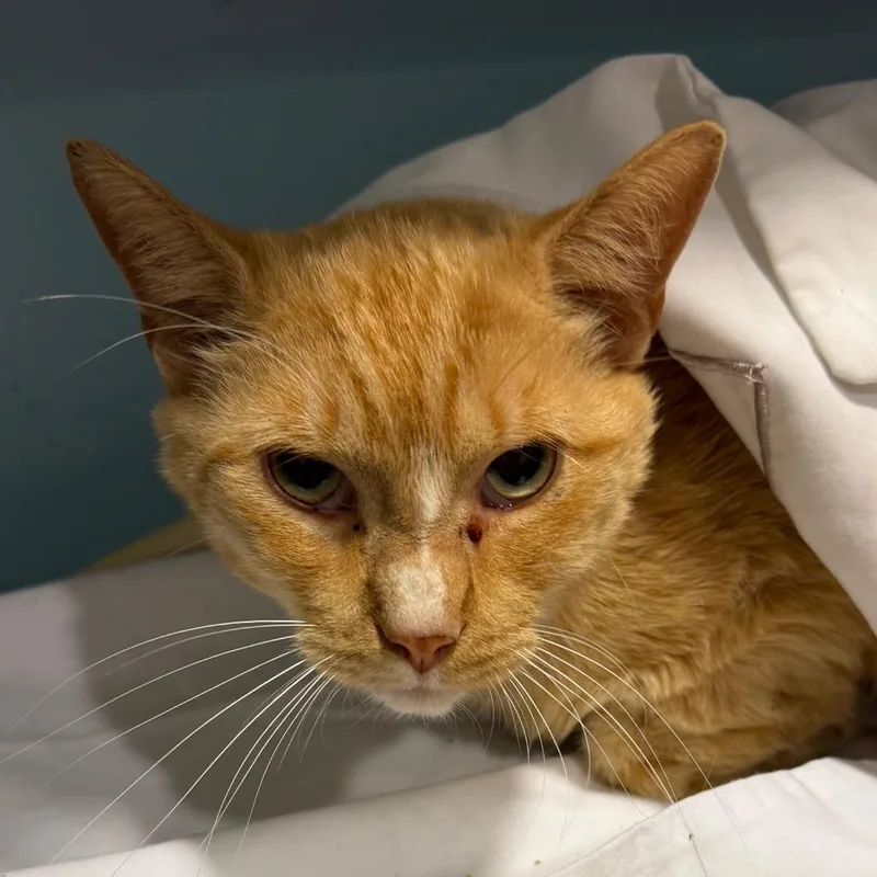 An adult medium-sized male Orange / Red Domestic Short Hair cat named Garfield for adoption in Chattanooga, TN