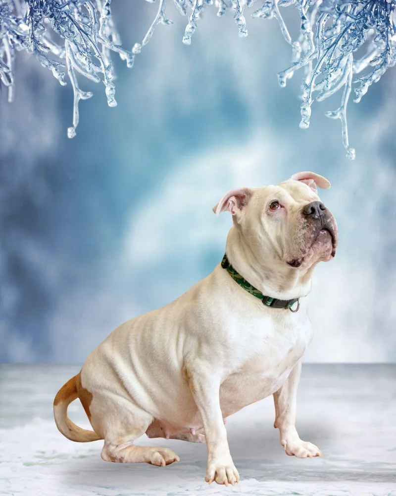 A senior medium-sized female Pit Bull Terrier dog named Amelia for adoption in Oak Ridge, TN