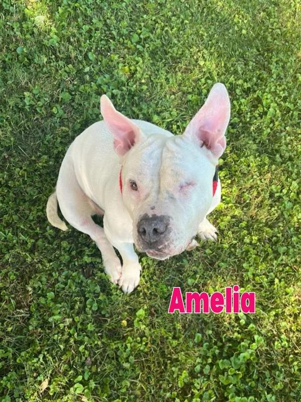 Amelia thumbnail 5