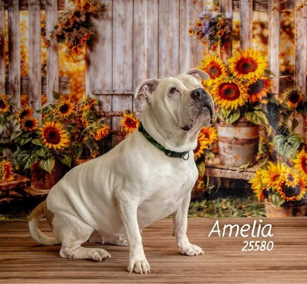 Amelia thumbnail 6