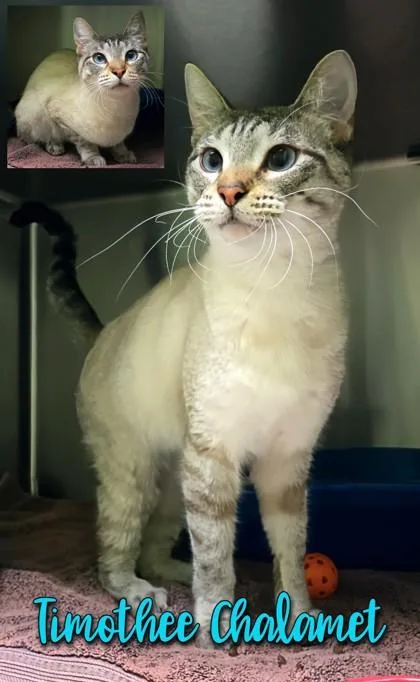 Timothee Chalamet thumbnail 2