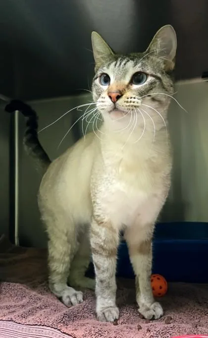 Timothee Chalamet thumbnail 3