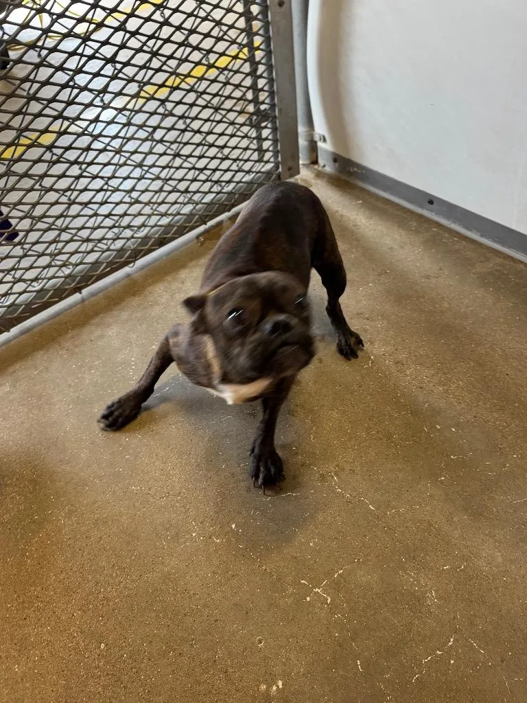 An adult medium-sized male French Bulldog dog named Peanut for adoption in Belton, TX
