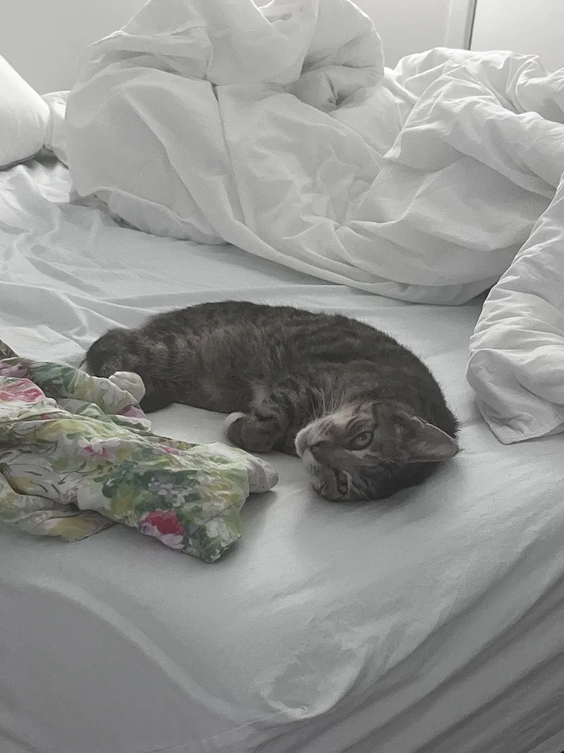 Dune Delancey thumbnail 2