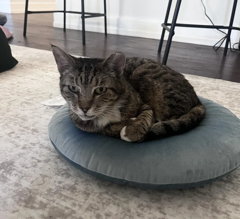 Dune Delancey thumbnail 3