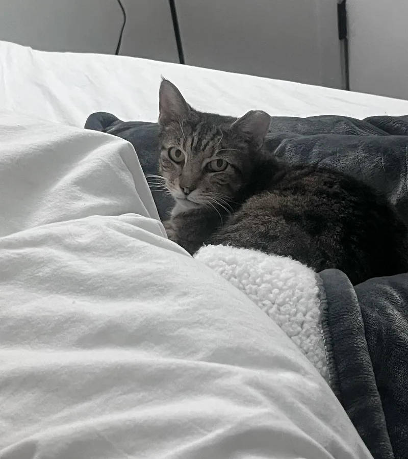 Dune Delancey thumbnail 4