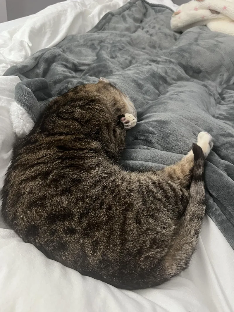 Dune Delancey thumbnail 5