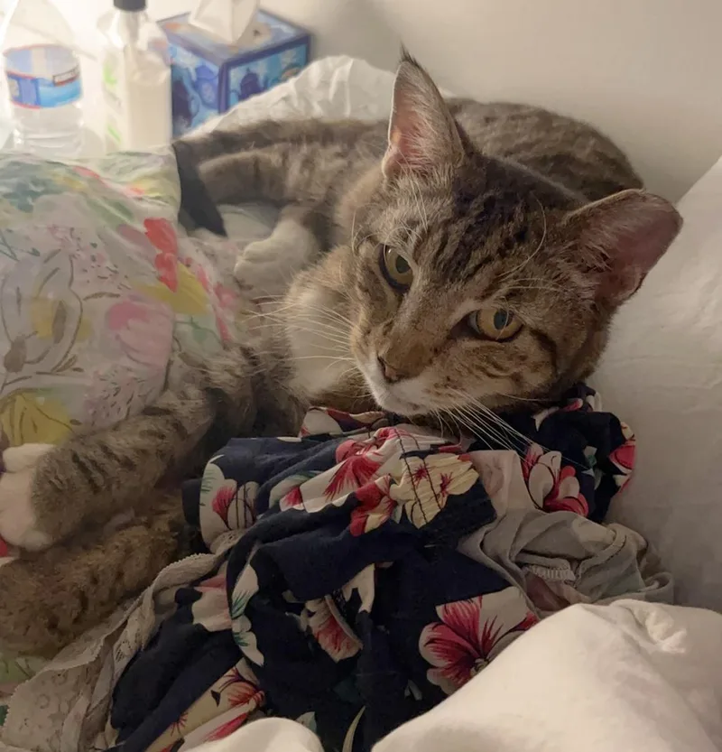 Dune Delancey thumbnail 6