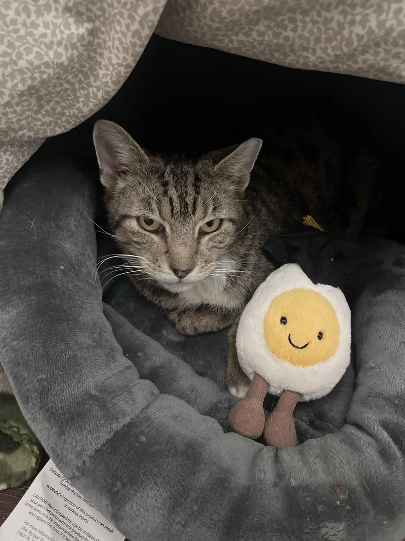 A senior medium-sized male Tabby (Brown / Chocolate) Domestic Short Hair cat named Dune Delancey for adoption in Philadelphia, PA