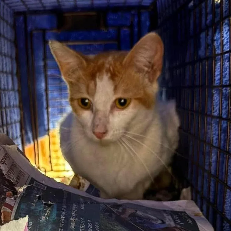 A young medium-sized male White Domestic Short Hair cat named Sprague for adoption in Hedgesville, WV