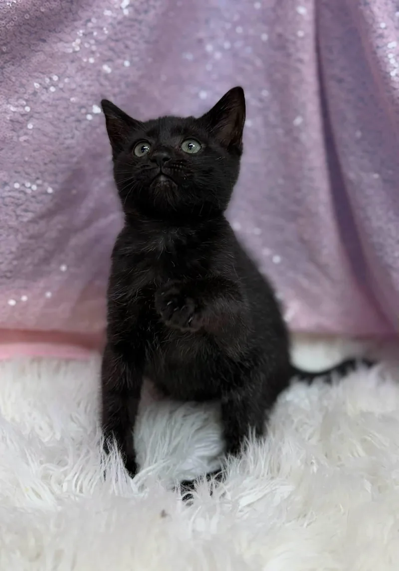 A young medium-sized female Black Domestic Short Hair cat named Megatron for adoption in Clarkesville, GA