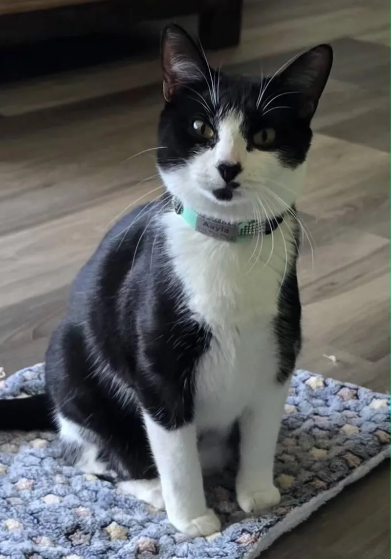 An adult small-sized female Domestic Short Hair cat named Aayla for adoption in Forest Lake, MN